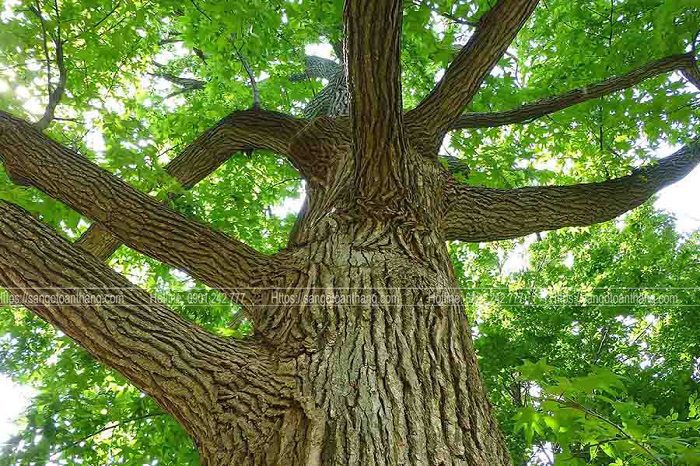 Cây gỗ Sồi Oak là biểu tượng lớn ở Châu âu