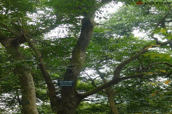 Cây gỗ lim được biết đến là gỗ quý ở Việt Nam