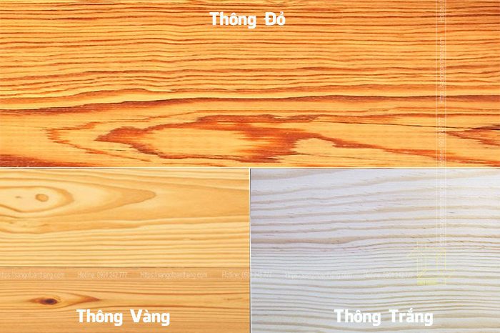 Sự khác biệt 3 loại gỗ thông đó là màu sắc