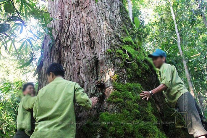 Bảng phân loại nhóm gỗ tại Việt Nam được ban hành của Bộ Lâm Nghiệp
